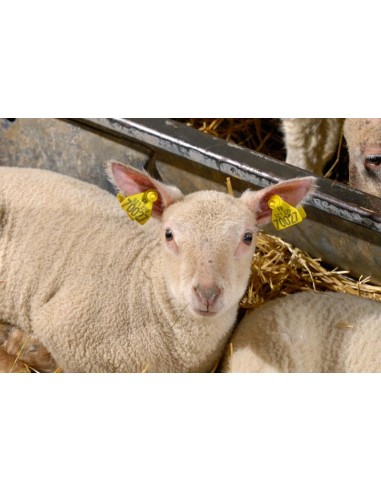 BOUTON MALE JAUNE POUR MARQUAGE ANIMAUX
