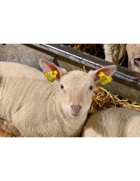 BOUTON MALE JAUNE POUR MARQUAGE ANIMAUX